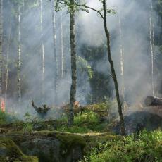 photo of tress on fire